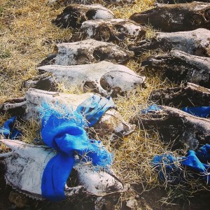 Mongolia-hevosenkalloja