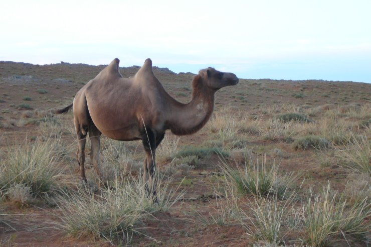 Gobin autiomaassa Mongoliassa